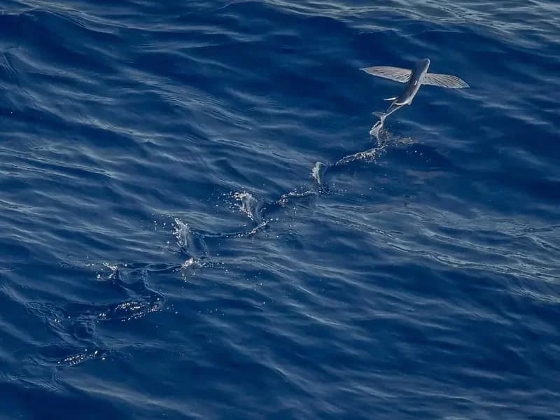 Yıkımı Yakıtlamak: Yaklaşan Fosil Yakıt Krizi
